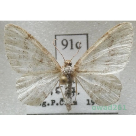 Hydrelia sylvata (Denis & Schiffermüller, 1775) Czech91c